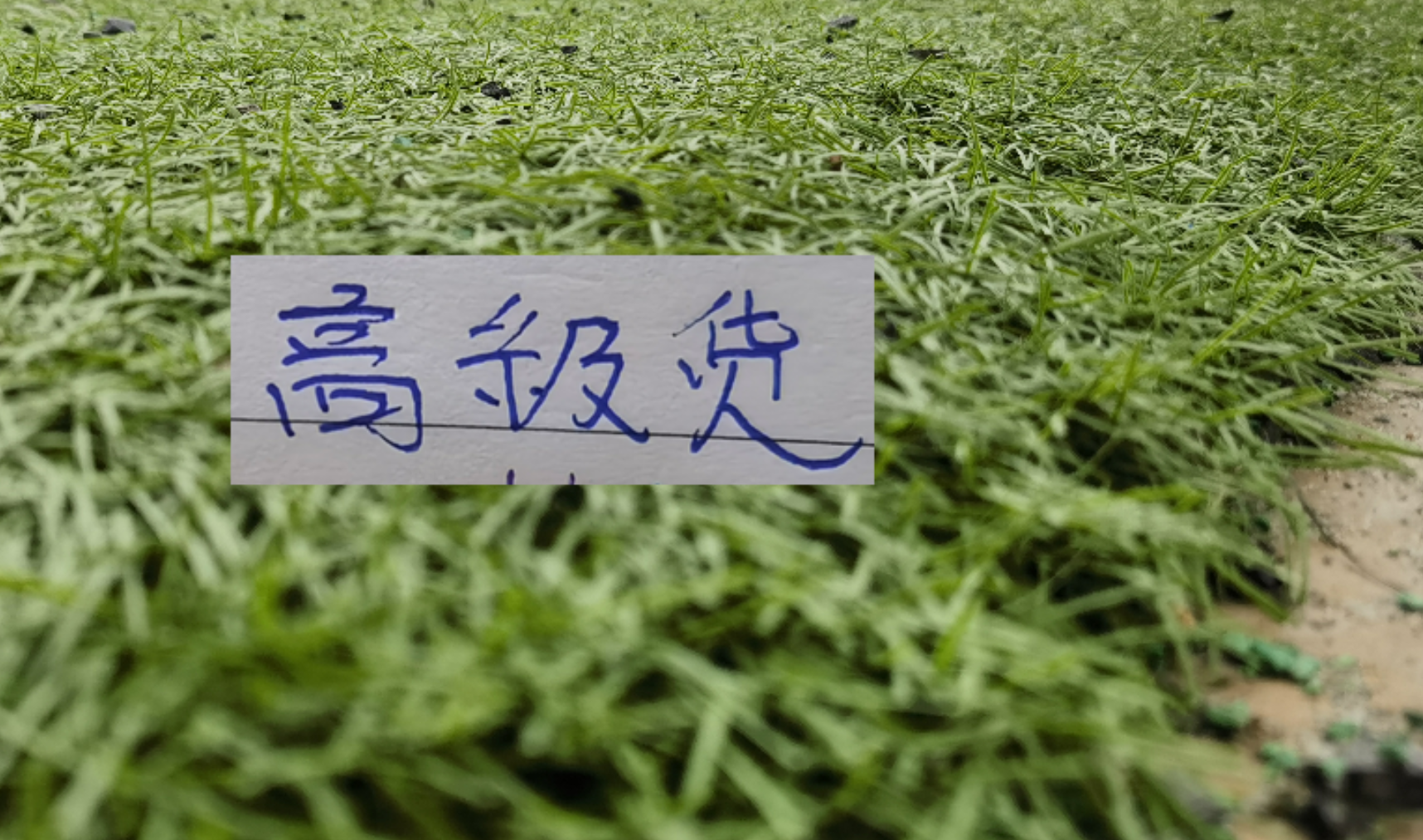 世界杯官方直播平台-中超前7轮五大宝藏引援！领头羊+有马莱莱大连 都成功捡漏